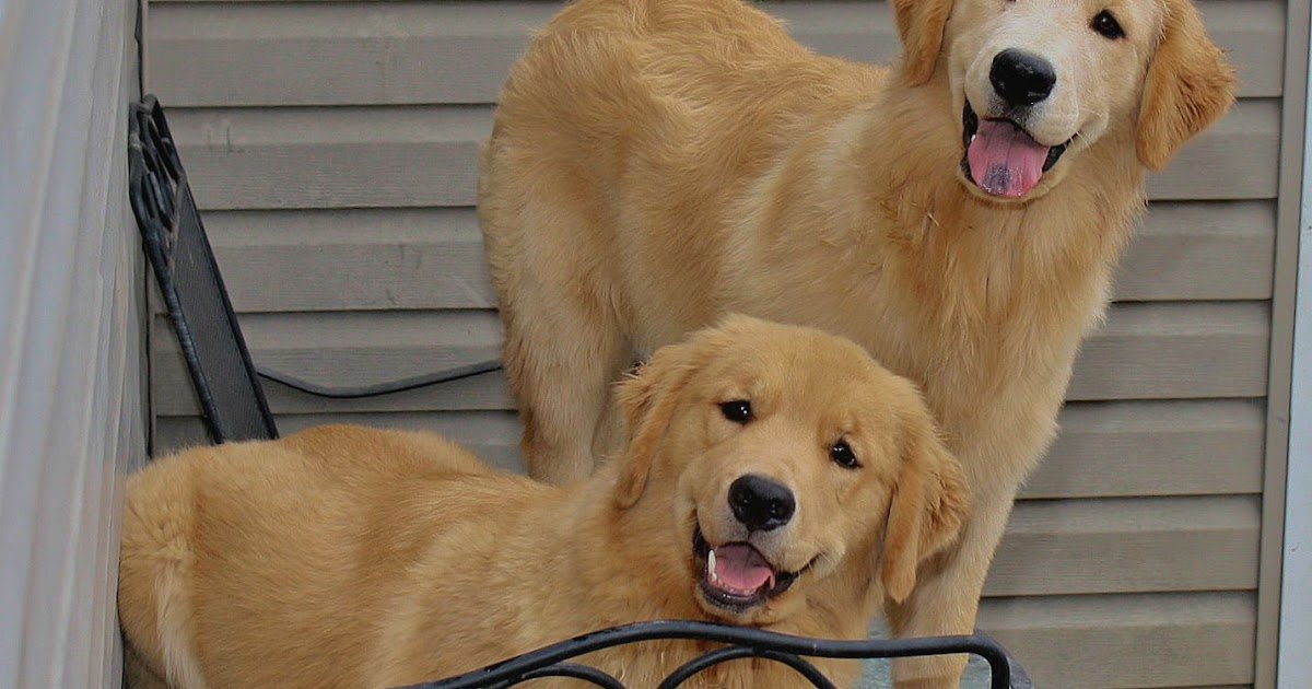 Golden Retriever Puppies Erie Pa / Bdvwafodhvz Sm : A purebred golden ...