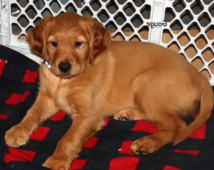 Golden Retriever Puppies For Sale Illinois