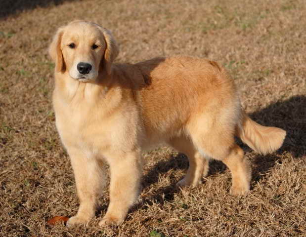 Golden Retriever Puppies For Sale In Virginia