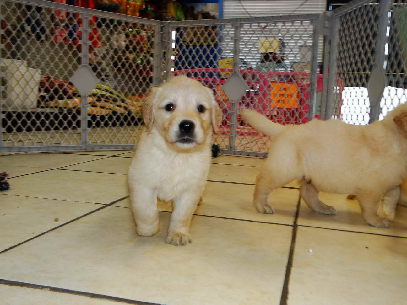 Golden Retriever Puppies For Sale Wilmington Nc