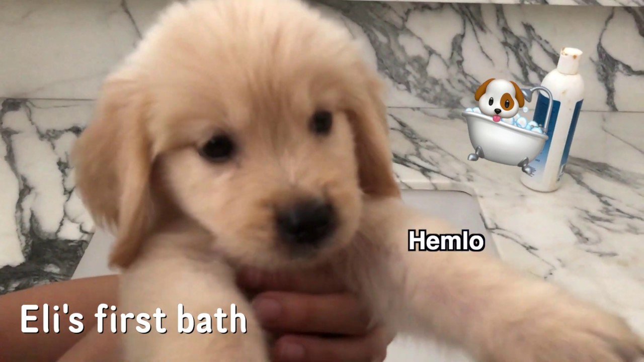 Golden Retriever Puppy First Bath