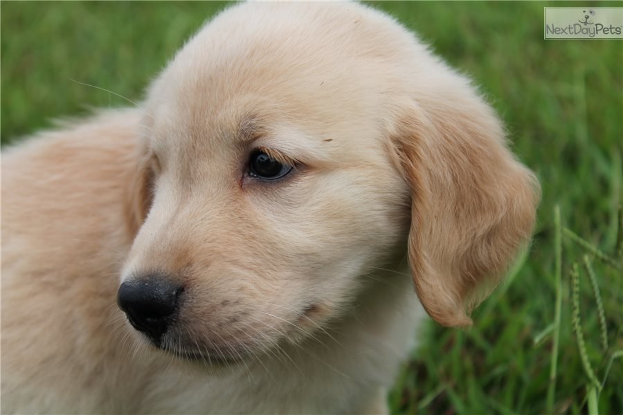 Golden Retriever puppy for sale near Nashville, Tennessee ...