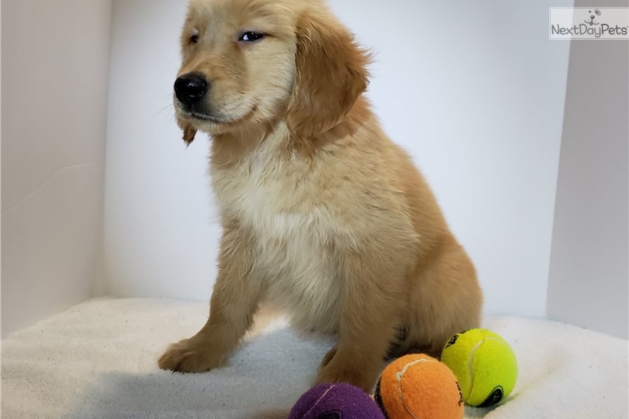 Golden Retriever puppy for sale near Omaha / Council ...