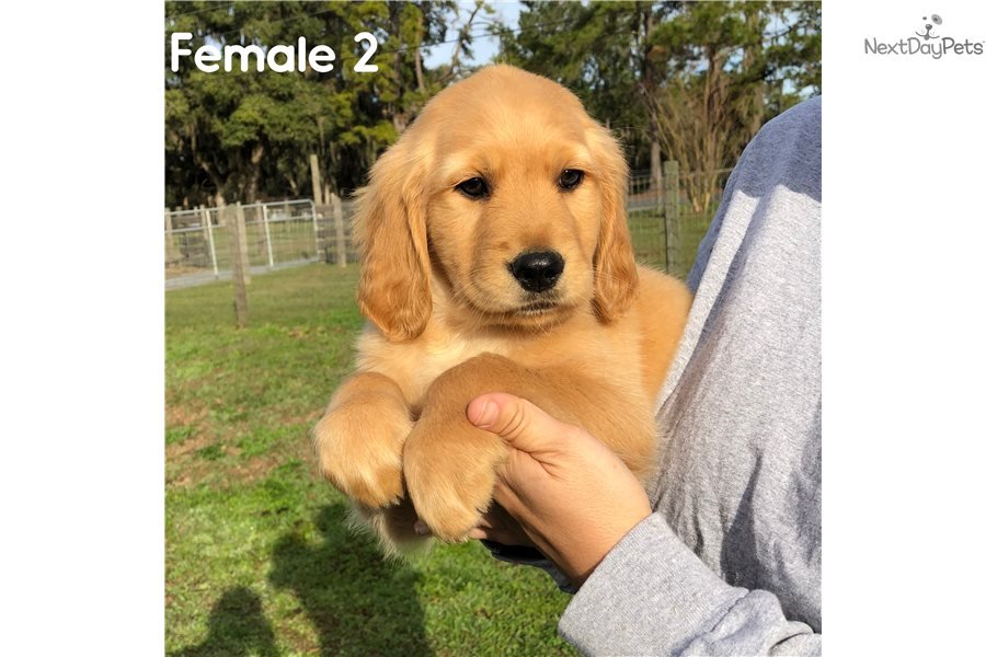 Golden Retriever puppy for sale near Orlando, Florida ...