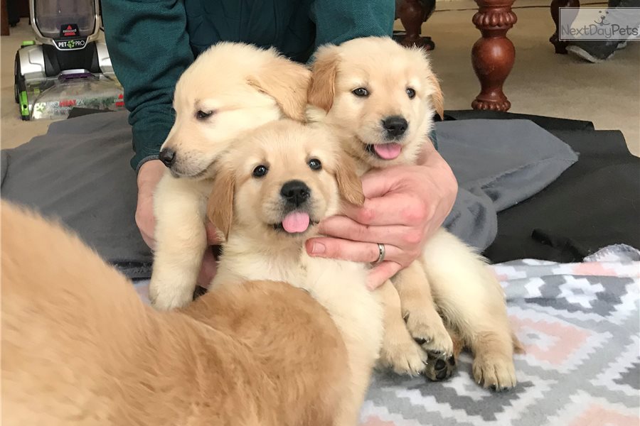 Golden Retriever puppy for sale near Worcester / Central MA ...