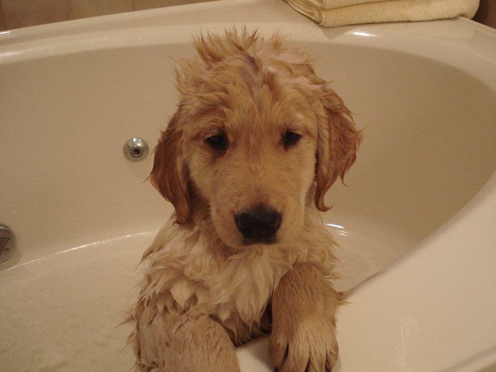 golden retriever puppy has a bath
