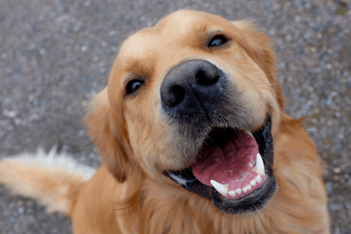 Golden Retriever Teeth: Care and Cleaning – Golden ...