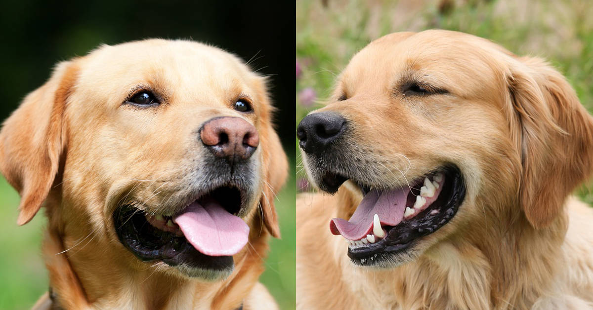 Golden Retriever vs. Labrador Retriever [16 Factors To ...