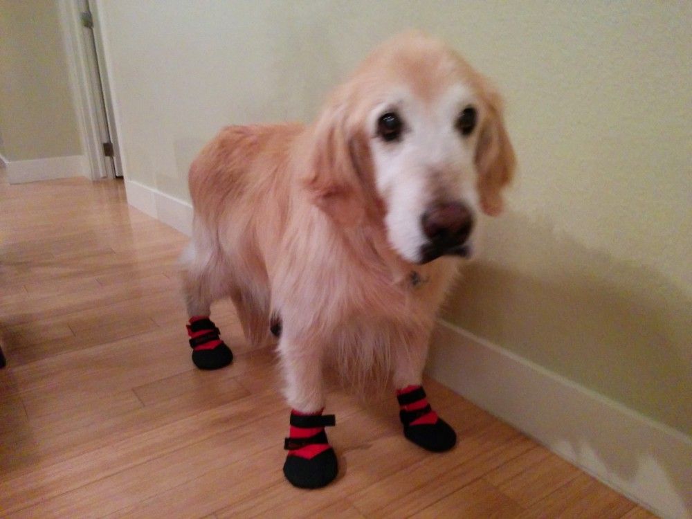 Golden Retriever Wears Booties for Added Traction ...