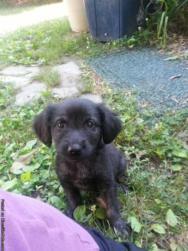 Golden Retriever/Black Lab Puppy for Sale in Marietta, Georgia ...