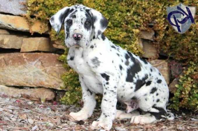Great Dane Dalmatian Mix Puppies For Sale