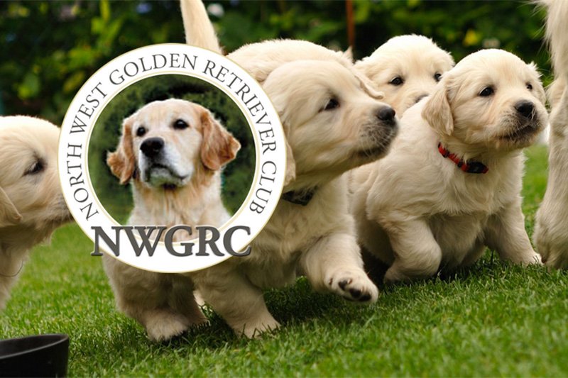 Home / The Rescue Trust of North West Golden Retriever Club