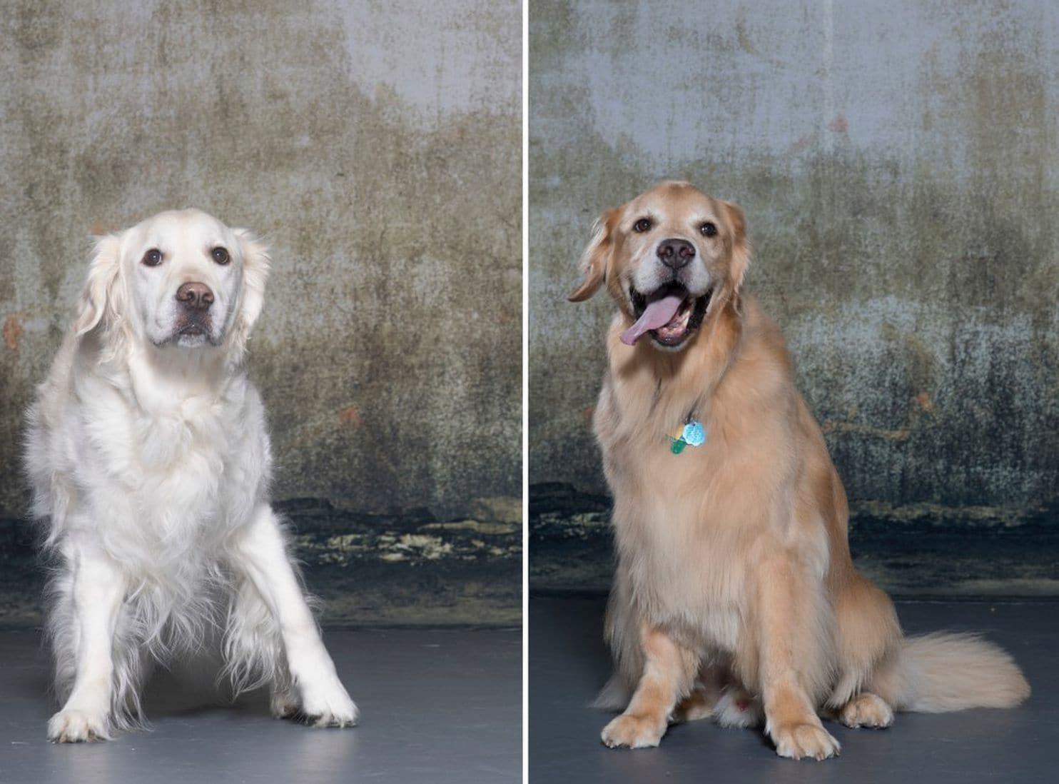 How 3,000 very good golden retrievers could help all dogs ...