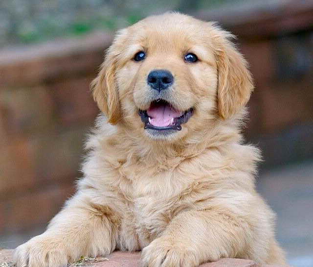 How Much Do Golden Retriever Puppies Cost