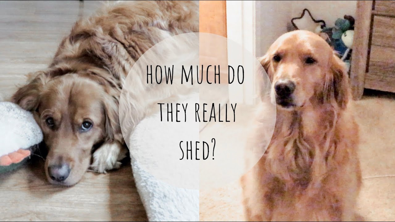 HOW MUCH DO GOLDEN RETRIEVERS REALLY SHED?!