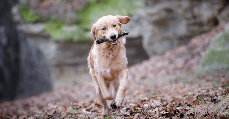 How Much Exercise Does a Golden Retriever Need?  Golden ...