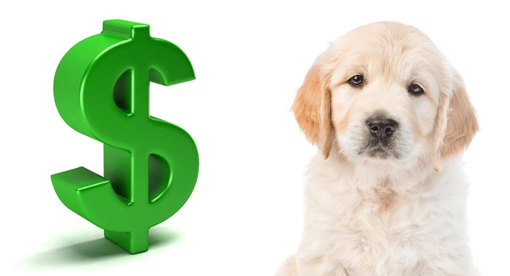 How Much Is A Golden Retriever Puppy To Buy And Care For?