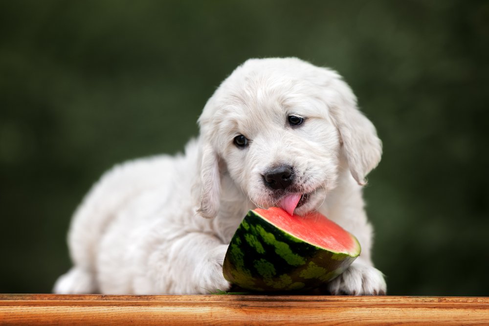 How Much to Feed a Golden Retriever Puppy: A Daily Guide