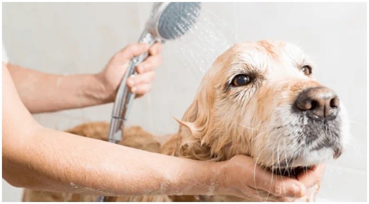 How Often To Bathe A Dog?