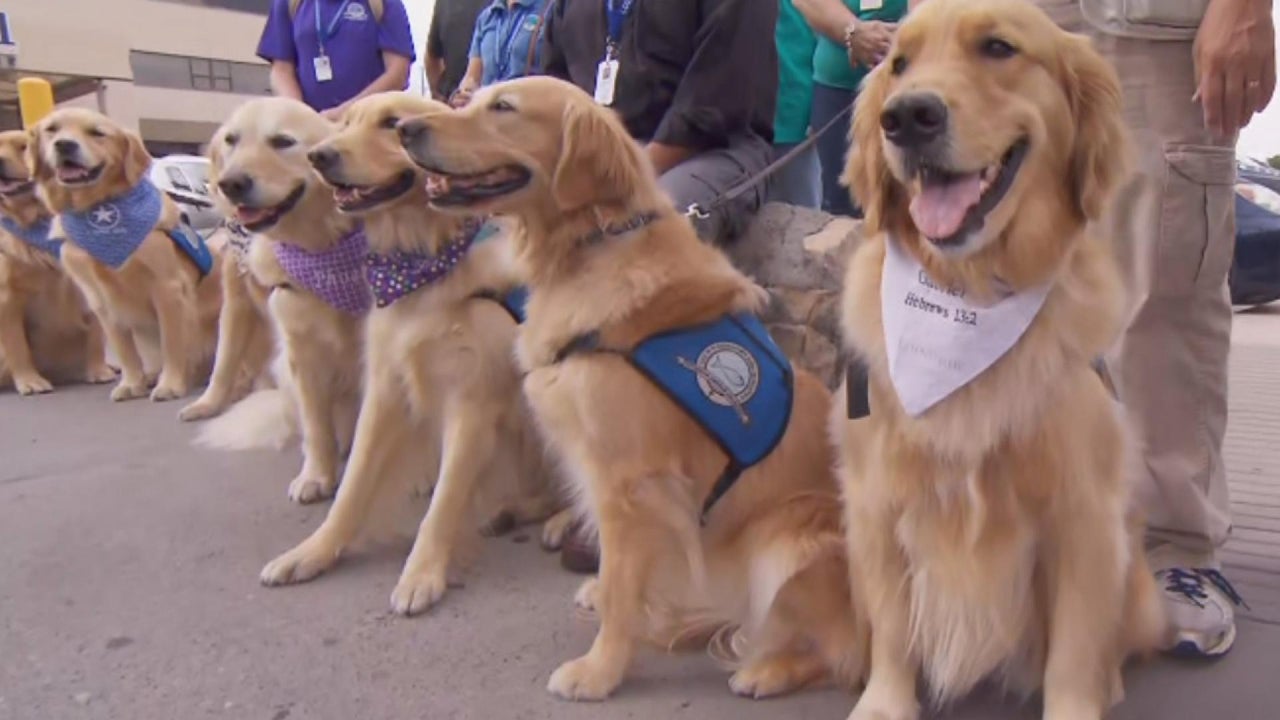 How These Golden Retrievers Are Giving Comfort to Those ...
