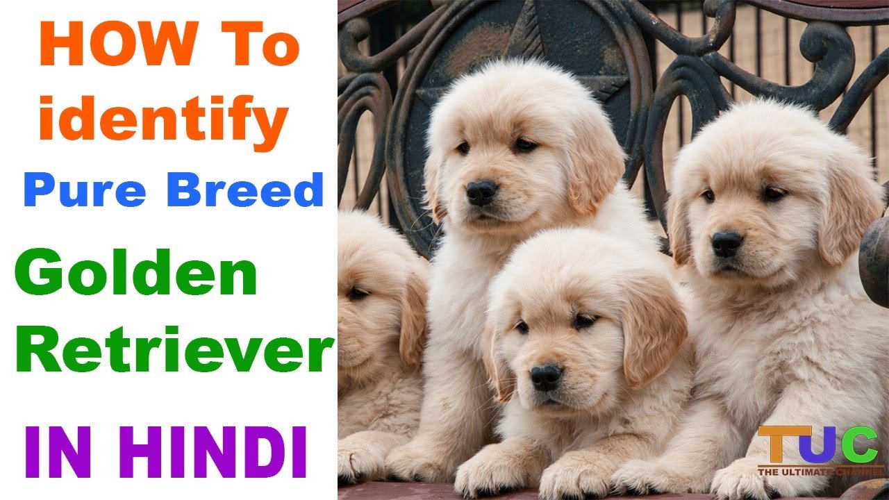 How To Check Pure Golden Retriever Breed In Hindi Know ...