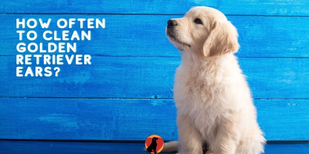 How to Clean Golden Retriever Ears &  How Often? Step