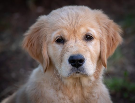 How To Stop My Golden Retriever Puppy From Biting?