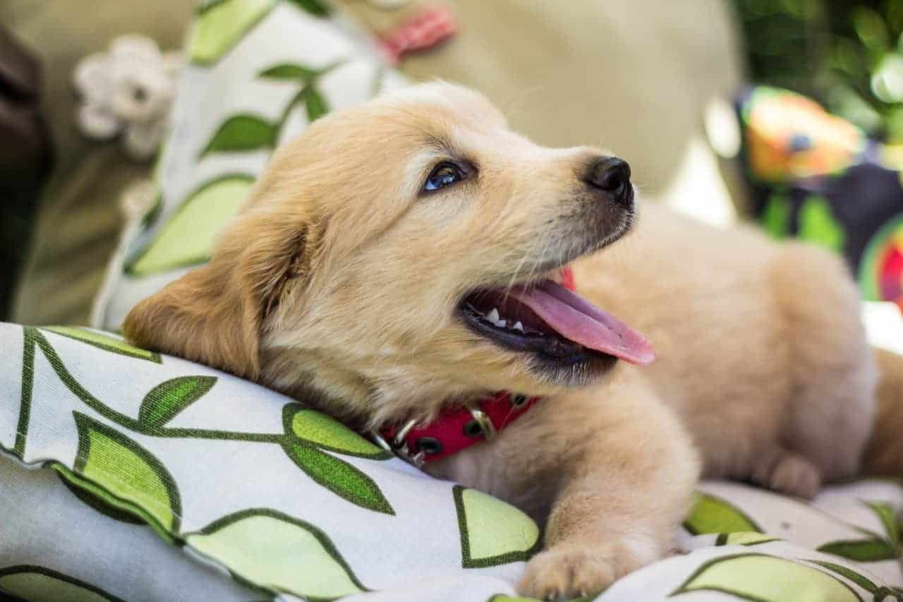 How To Stop Your Golden Retriever Puppy From Biting ...