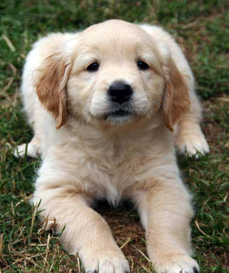 How To Train Your Golden Retriever Puppy (In Just 5 ...