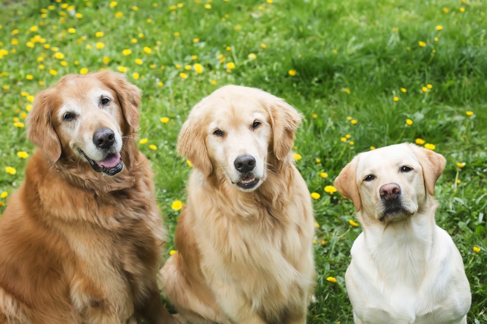 Labrador vs Golden Retriever: Which Breed is Best for You?