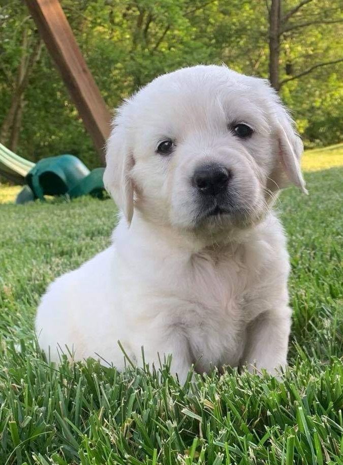 Meet Collin AKC English Cream Golden Retriever puppy ...
