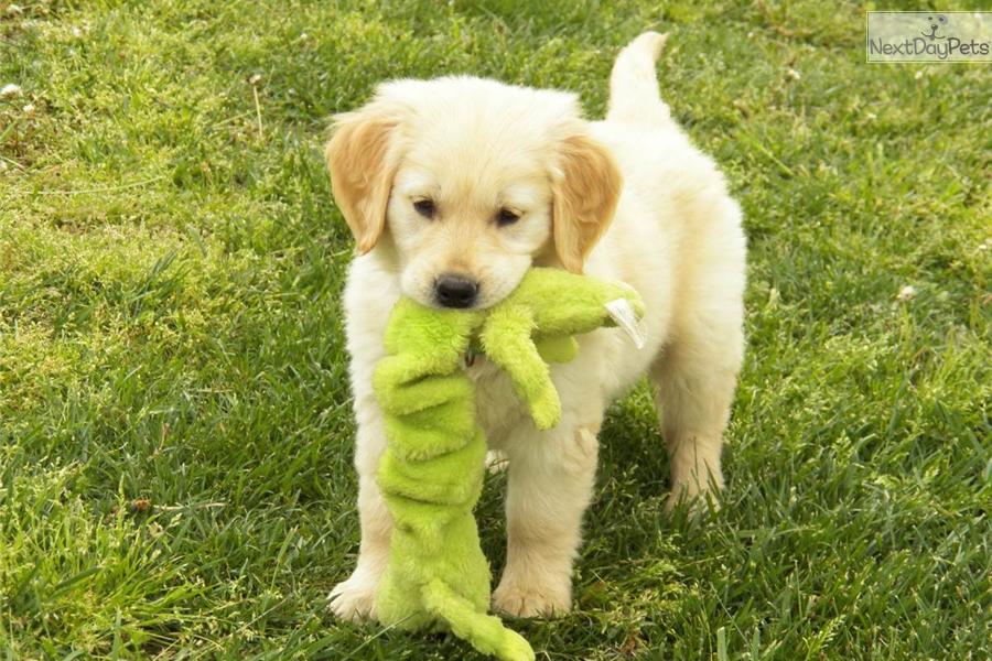 Meet Maggie a cute Golden Retriever puppy for sale for $800. Beautiful ...