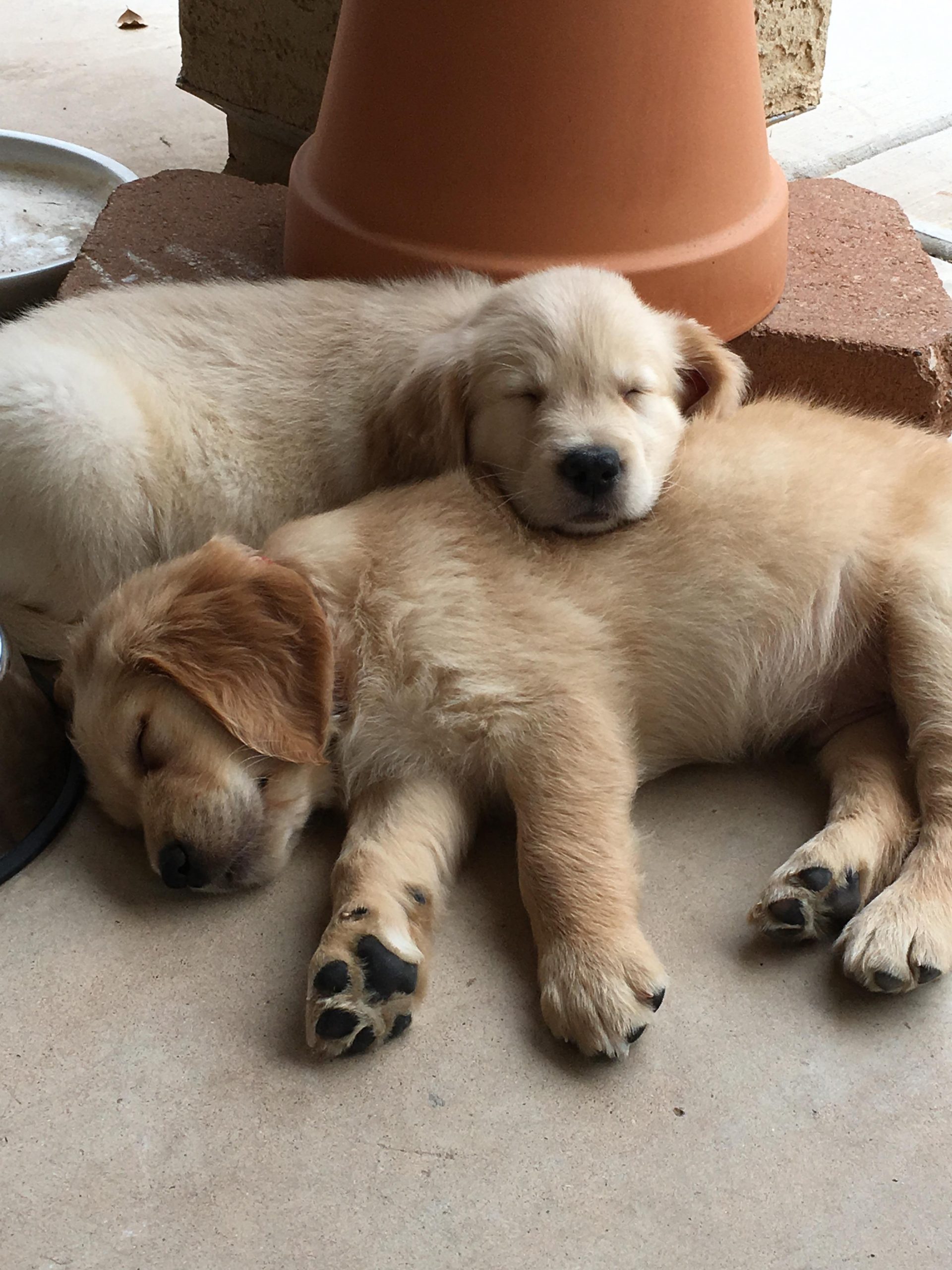 My 8 week old puppy resting on his brother after a long ...