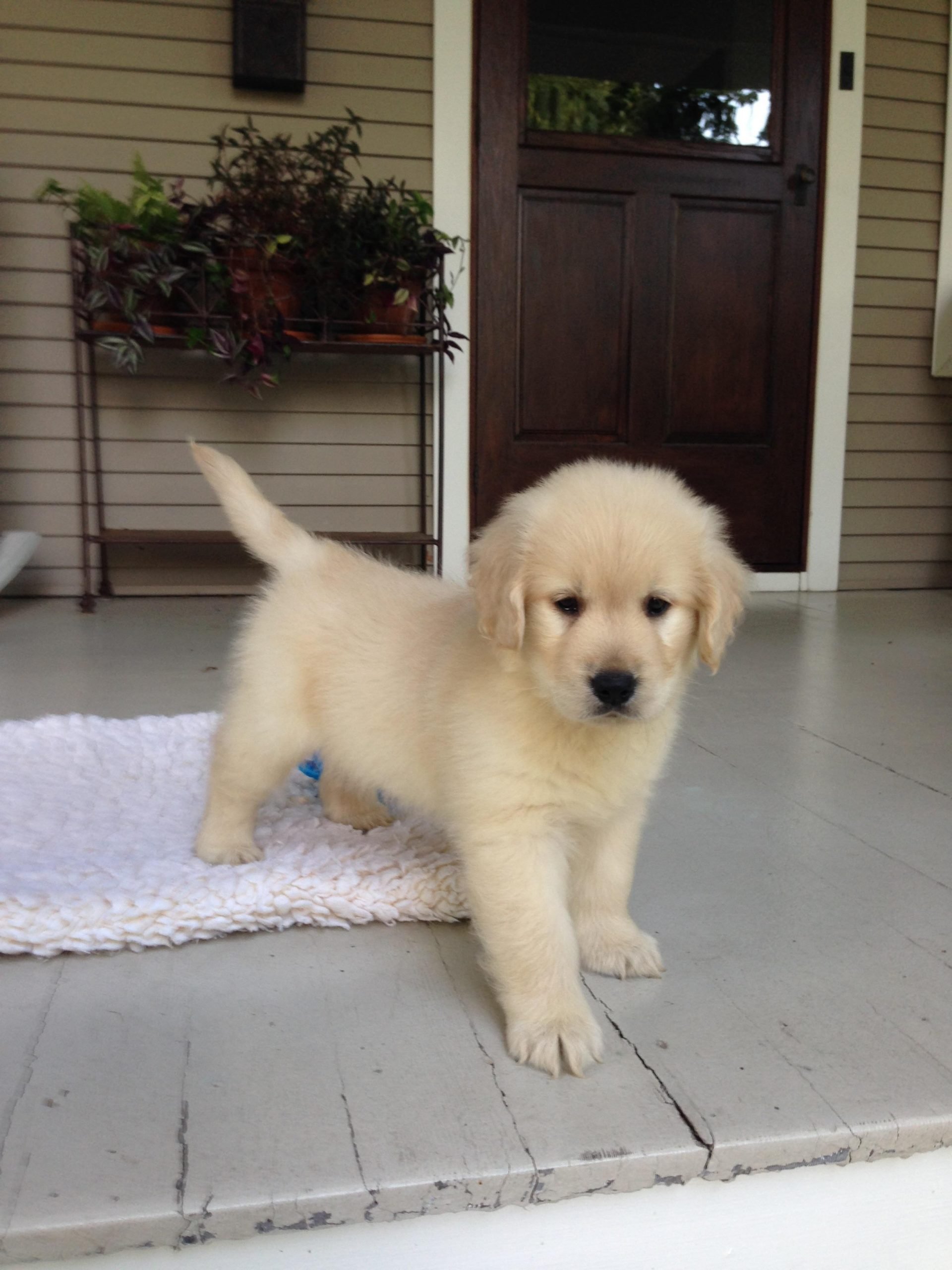 Our golden retriever puppy at 8 weeks old! : aww