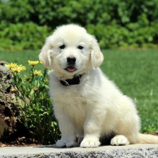 Pin by Greenfield Puppies on English cream Golden Retriever