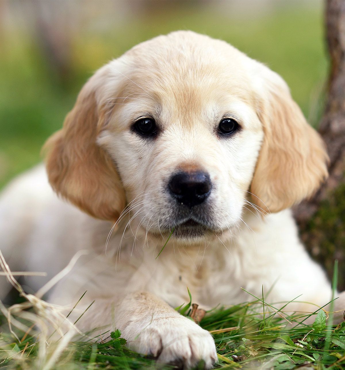 Puppy Pictures of Golden Retrievers #goldenretriever