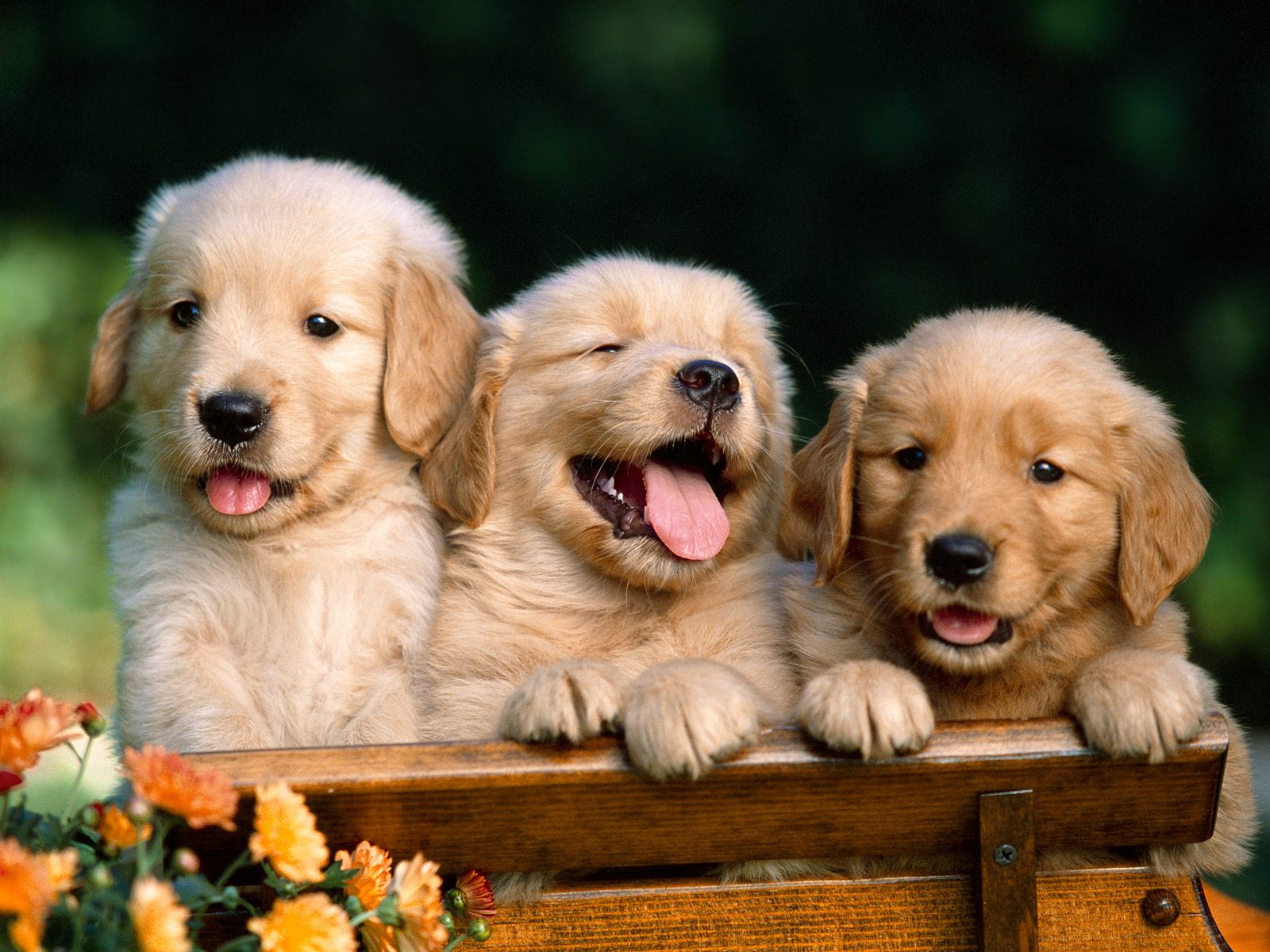 Puppy World: Cute Golden Retriever Puppy Pictures