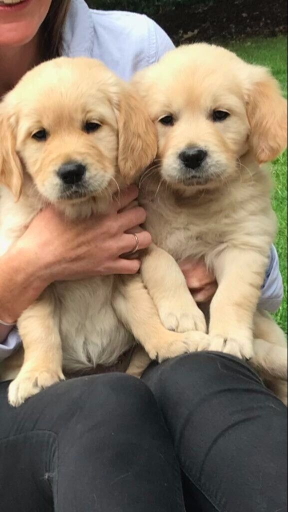 Pure bred Golden Retriever pup for sale