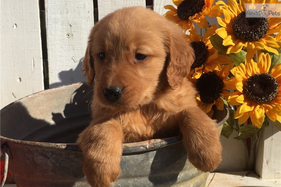 Rusty: Golden Retriever puppy for sale near Oklahoma City, Oklahoma ...