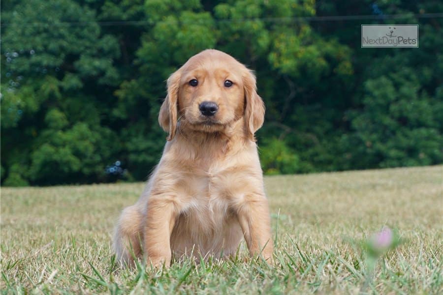 Short Haired Golden Retriever Puppies For Sale Near Me : Pin by VIP ...