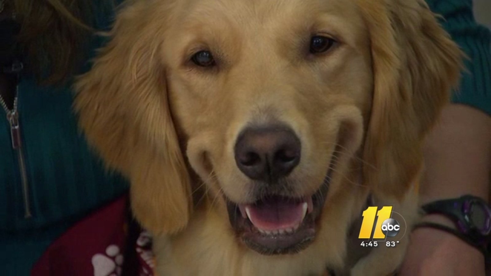 Study: 61 percent of Golden Retrievers die of cancer ...