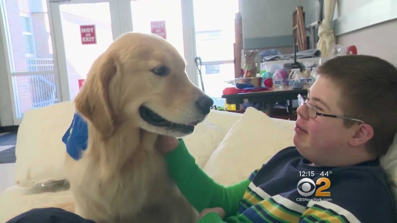 Study Seeks To Uncover Why Golden Retrievers Suffer Higher ...