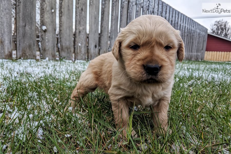 Texas: Golden Retriever puppy for sale near Bismarck, North Dakota ...