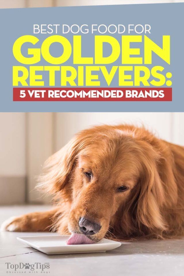 The Best Dog Food for Golden Retrievers #goldenretriever ...