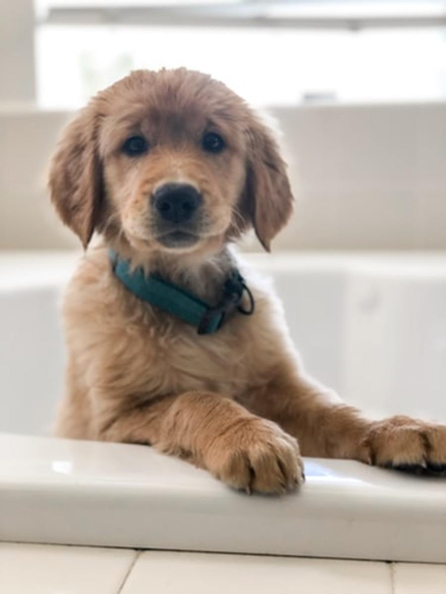 The Golden Retriever: A Guide for Owners