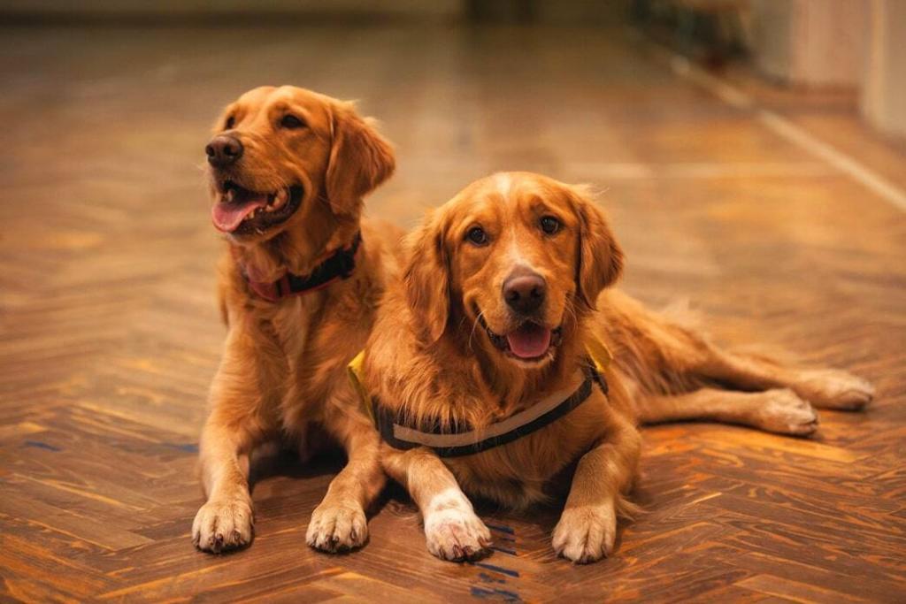 The Most Common Golden Retriever Health Issues And Their Remedies ...
