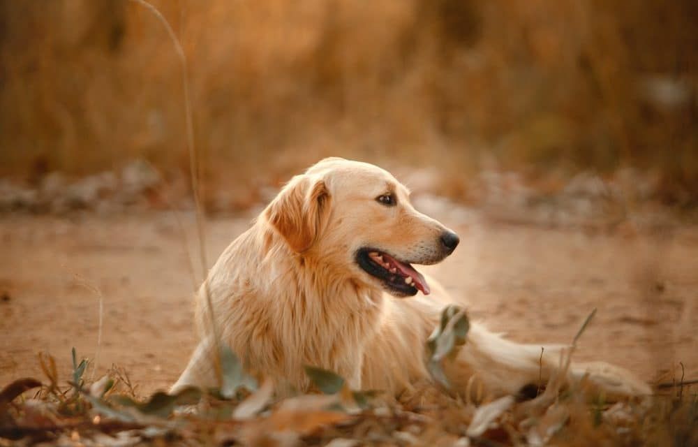 THE RIGHT WAY TO TRAIN GOLDEN RETRIEVERS
