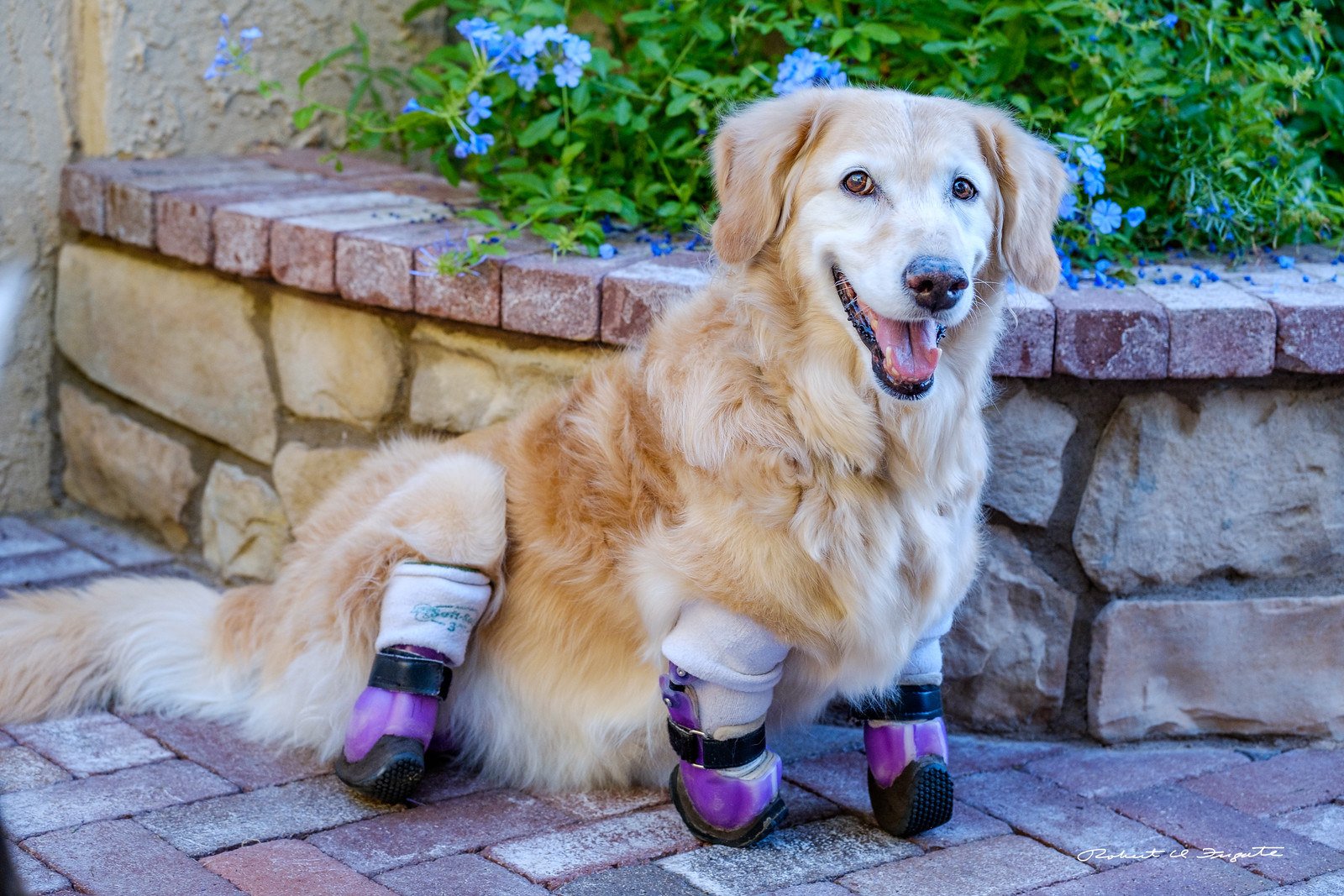 This Golden Retriever Had All Four Legs Amputated And Is ...
