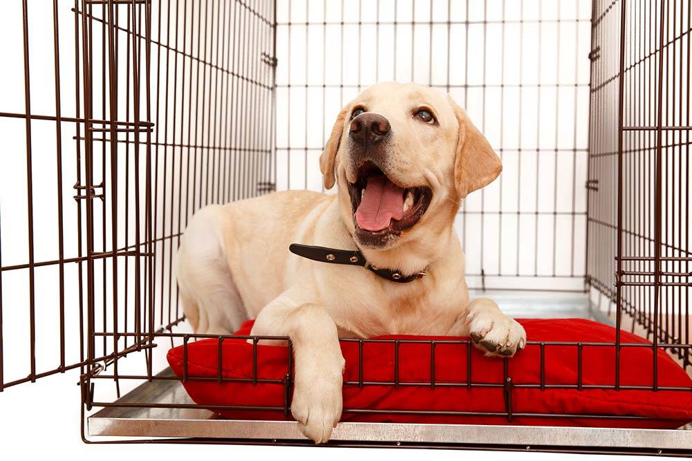 Top 5 Best Dog Crates for Golden Retrievers in [2020 ...