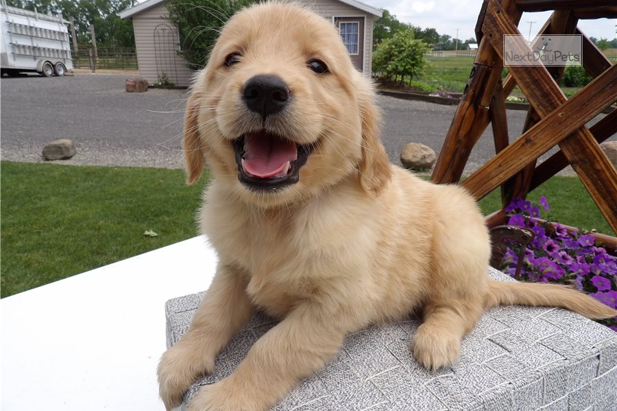 Tracy: Golden Retriever puppy for sale near Huntington